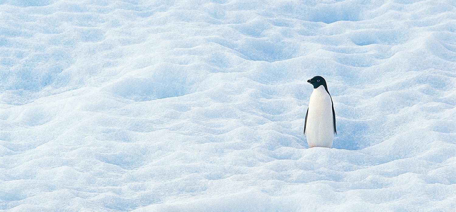 Penguin 3.0 – aktualizacja algorytmu