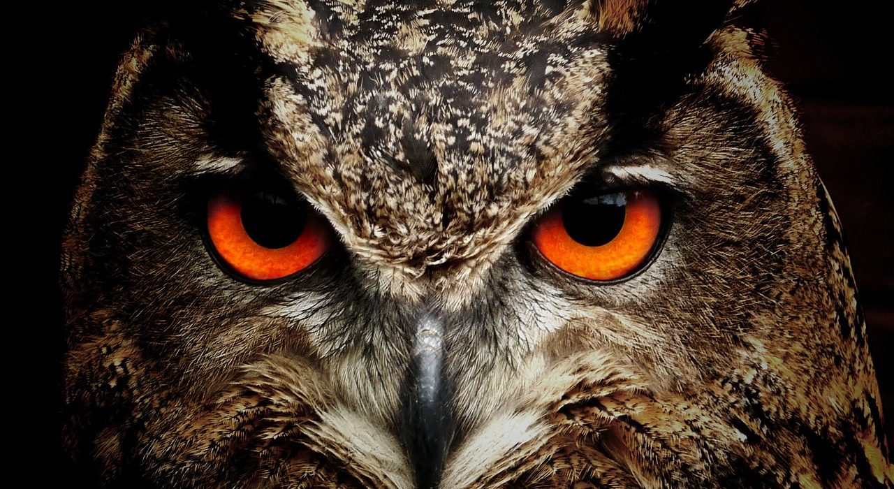 Project Owl – Google Fights Fake News